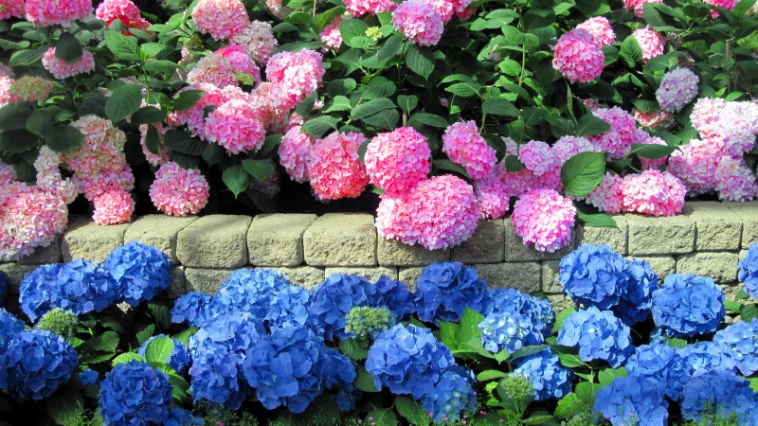 Секрет пышного цветения гортензий: используйте этот напиток в качестве удобрения