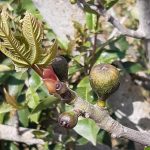 Инжир: Цветок наизнанку или как этот плод стал символом природного симбиоза 14 IMG 5890