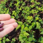 Как правильно посеять и ухаживать за фасолью, чтобы получить богатый и сладкий урожай 14 Как правильно посеять и ухаживать за фасолью, чтобы получить богатый и сладкий урожай