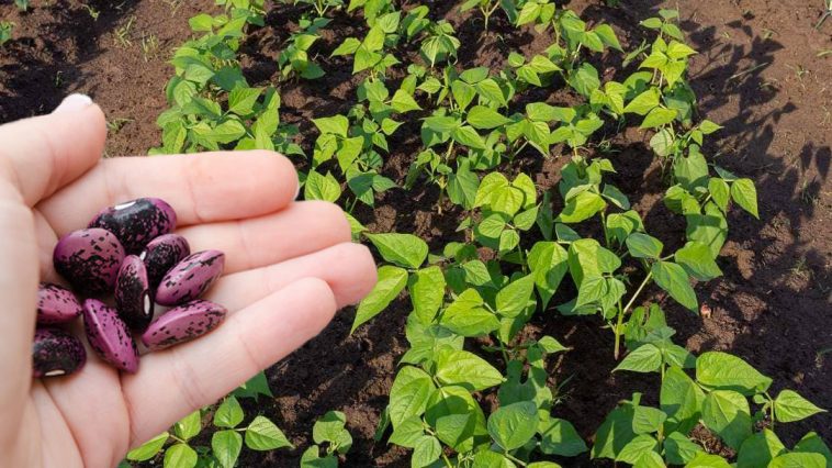 Как правильно посеять и ухаживать за фасолью, чтобы получить богатый и сладкий урожай