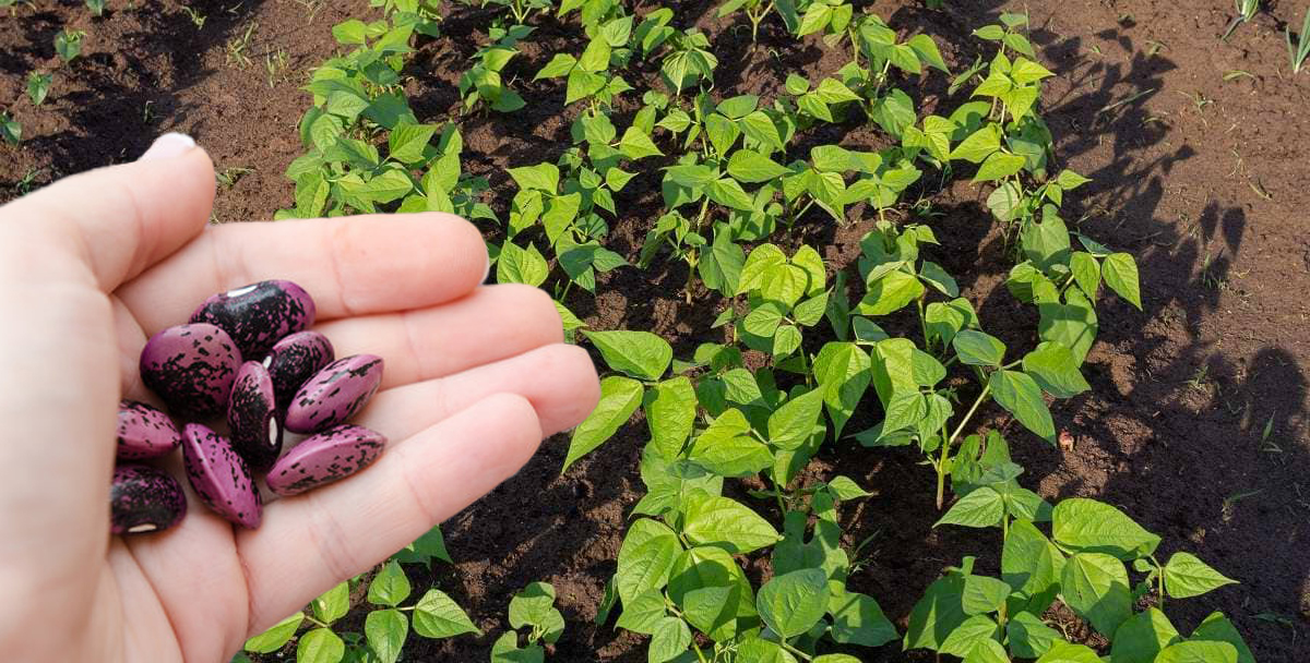 Как правильно посеять и ухаживать за фасолью, чтобы получить богатый и сладкий урожай