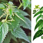 Польза крапивы и рецепты применения: зелёное золото природы для здоровья и красоты