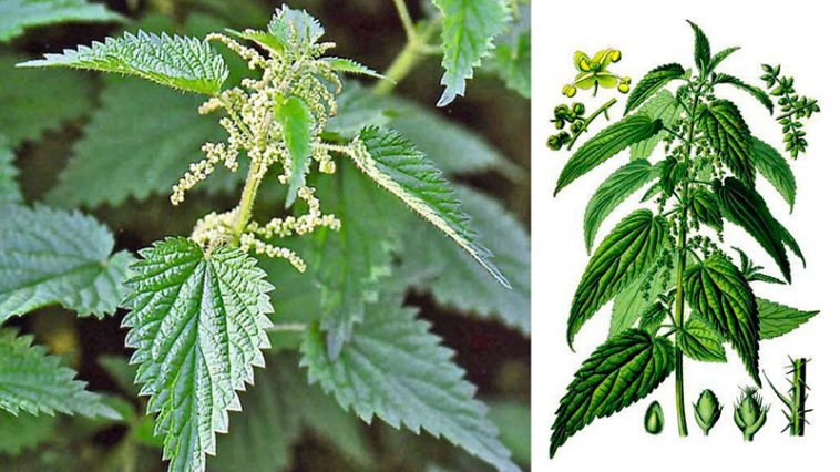 Польза крапивы и рецепты применения: зелёное золото природы для здоровья и красоты