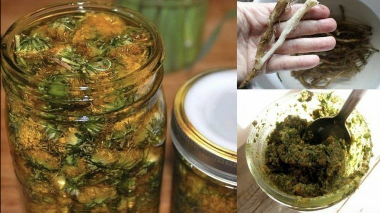 Одуванчик — эликсир жизни: настоящий клад скрыт в корне