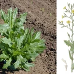 Дикий латук (Lactuca serriola) — природное успокоительное из украинских полей: свойства, польза и рецепты применения