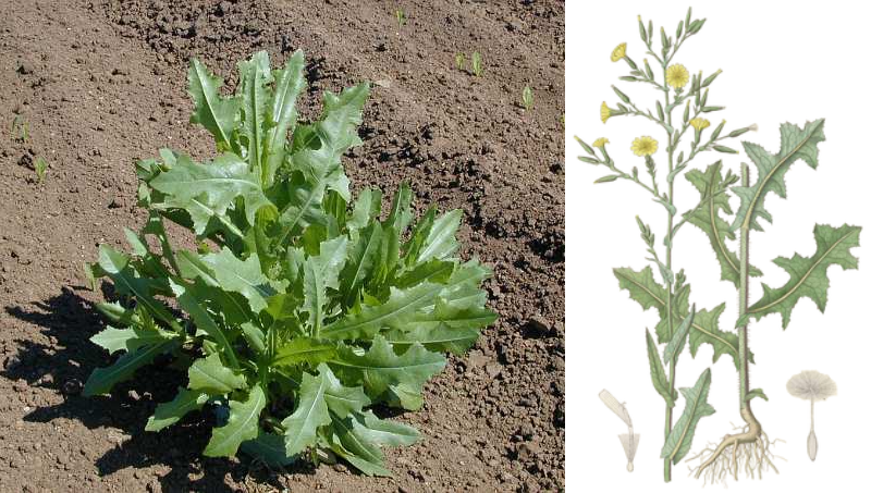 Дикий латук (Lactuca serriola) — природное успокоительное из украинских полей: свойства, польза и рецепты применения