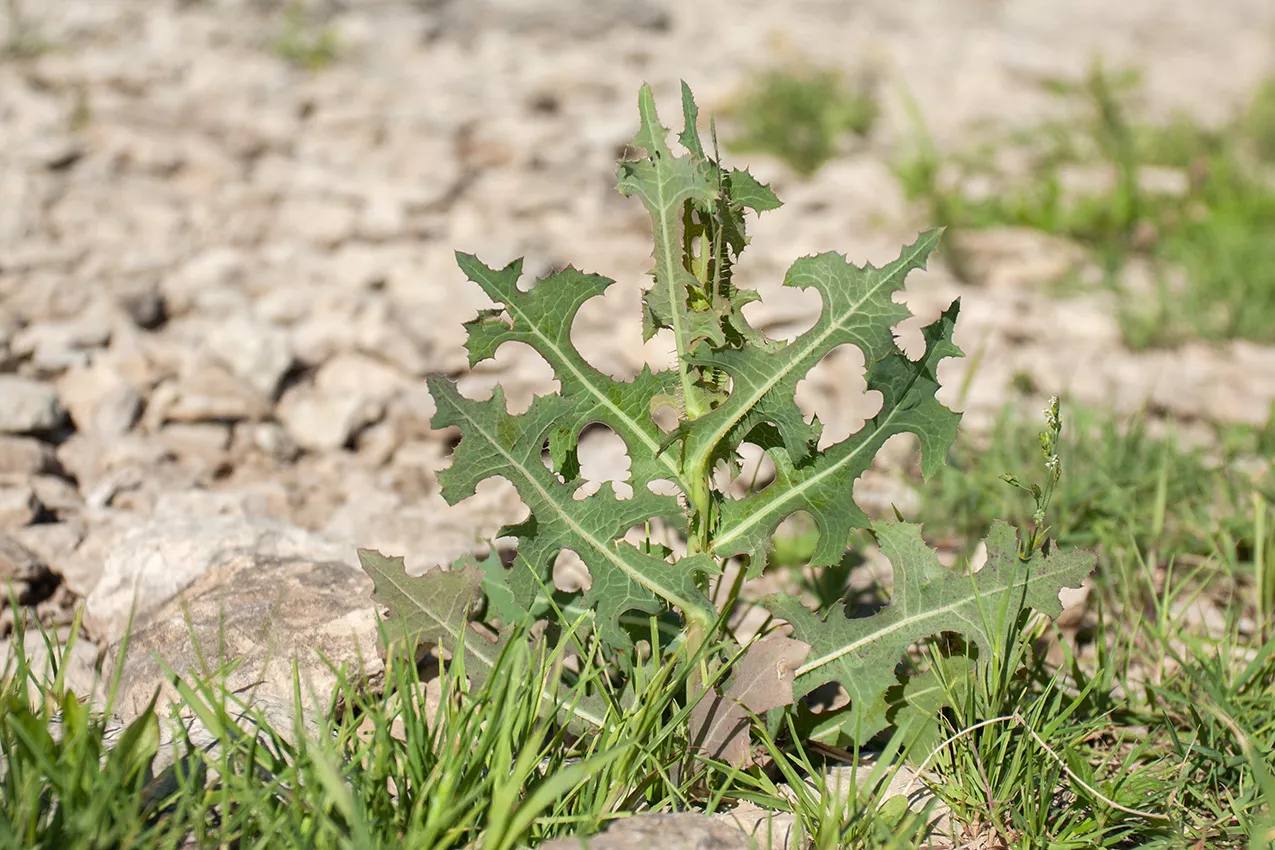 Дикий латук (Lactuca serriola) — природное успокоительное из украинских полей: свойства, польза и рецепты применения