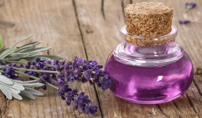 Лаванда в масле: сильнее любых лекарств