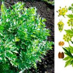 Любисток: лечебные свойства, как выращивать и применять в кулинарии 14 Любисток: лечебные свойства, как выращивать и применять в кулинарии