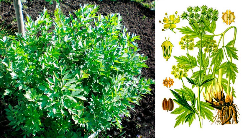 Любисток: лечебные свойства, как выращивать и применять в кулинарии