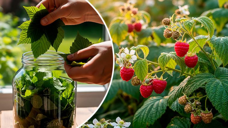 Веточки и листья малины — мощная природная аптека из вашего сада