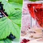 Наливка «100 листьев»: Вкус лета в каждой капле! Уникальный рецепт с черной смородиной, вишней и малиной 17 Наливка «100 листьев»: Вкус лета в каждой капле! Уникальный рецепт с черной смородиной, вишней и малиной