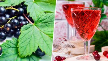 Наливка «100 листьев»: Вкус лета в каждой капле! Уникальный рецепт с черной смородиной, вишней и малиной