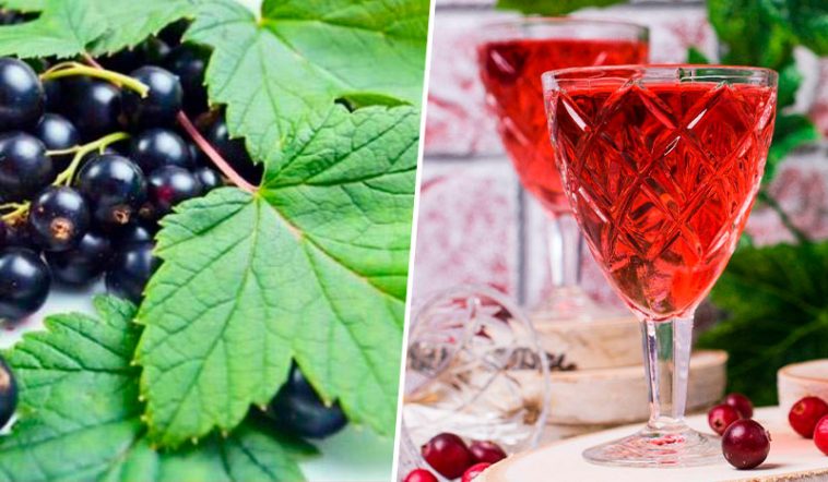Наливка «100 листьев»: Вкус лета в каждой капле! Уникальный рецепт с черной смородиной, вишней и малиной