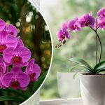 Натуральное удобрение для всех цветов: волшебная сила чеснока, особенно для орхидей 18 Натуральное удобрение для всех цветов: волшебная сила чеснока, особенно для орхидей