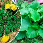 🌿 Первые съедобные дикорастущие растения весной: рецепты, польза и как готовить 14 Первые съедобные дикорастущие растения весной: рецепты, польза и как готовить