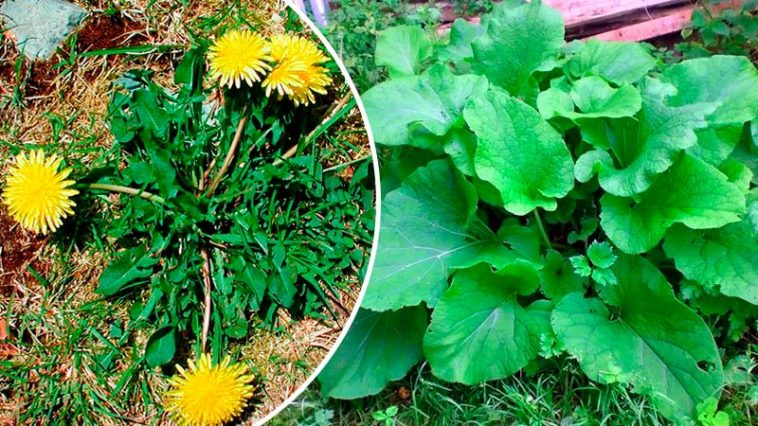 Первые съедобные дикорастущие растения весной: рецепты, польза и как готовить