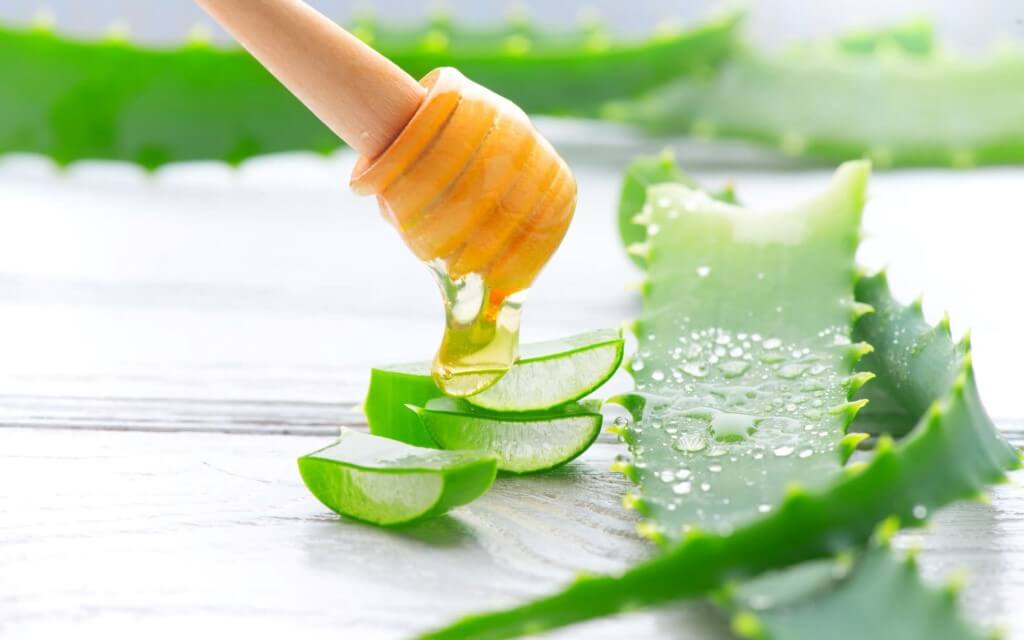 aloe vera