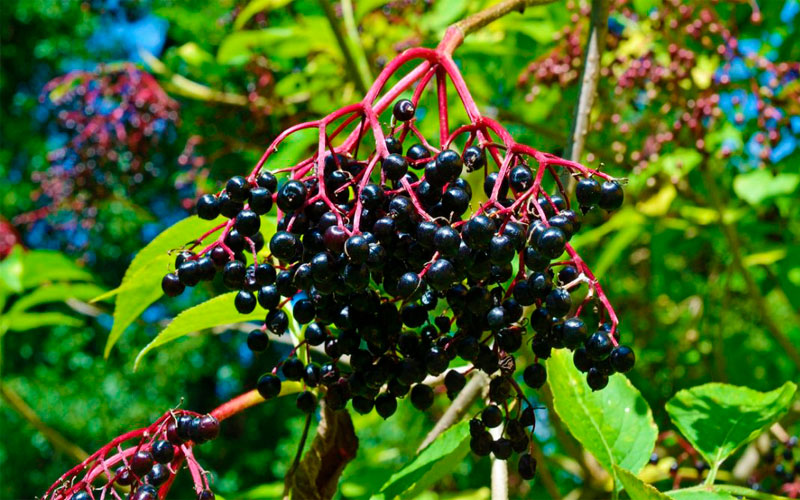 Черная бузина — бесценное растение: напиток, укрепляющий здоровье и продлевающий молодость