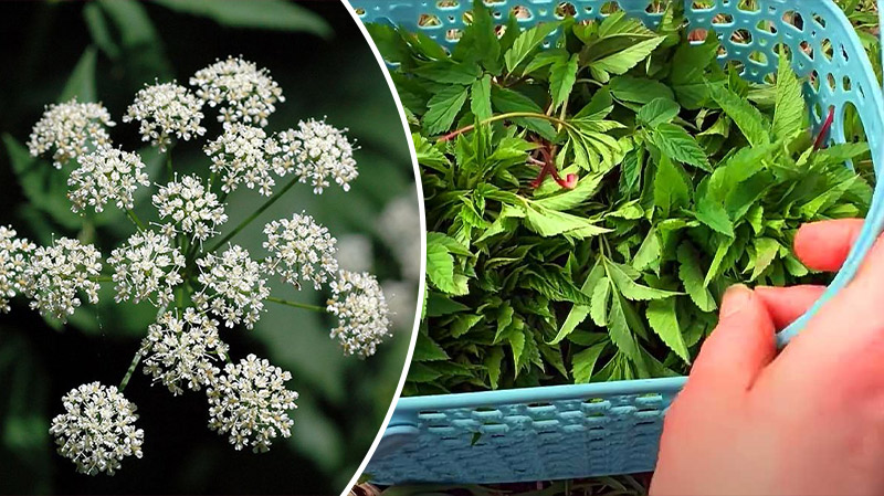 bvdbjdjvgrnibhsbhcsdcsjbcj