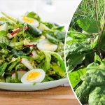 Щавель: зеленая свежесть в каждом дворе 10 bvdbvdjvgrnibhsbhcsdcsjbcj