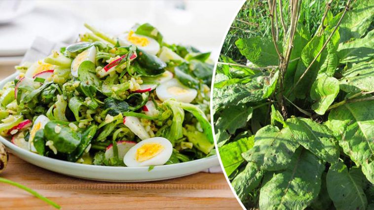 bvdbvdjvgrnibhsbhcsdcsjbcj