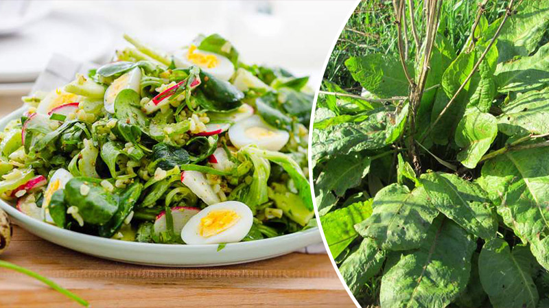 bvdbvdjvgrnibhsbhcsdcsjbcj