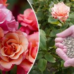 Π‘Π΅ΠΊΡΠ΅ΡΡ ΠΏΡΡΠ½ΡΡ
ΡΠΎΠ·: Π½Π°ΡΡΡΠ°Π»ΡΠ½ΡΠ΅ ΡΠ΄ΠΎΠ±ΡΠ΅Π½ΠΈΡ Π΄Π»Ρ Π½Π΅ΠΏΡΠ΅ΡΡΠ²Π½ΠΎΠ³ΠΎ Π»Π΅ΡΠ½Π΅Π³ΠΎ ΡΠ²Π΅ΡΠ΅Π½ΠΈΡ 13 bvdbvjdjcj