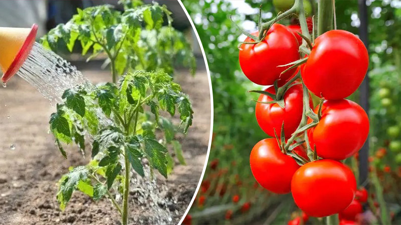 bvdbvjdjhsbhcsdcsjbcj