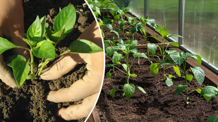 bvdbvjdjvgnibhsbhcsdcsjbcj