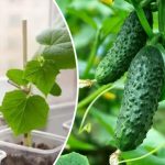 Хрустящие огурцы на вашем балконе: Беспроигрышное руководство по контейнерному садоводству 11 bvdbvjdjvgrnbhcsdcsjbcj восстановлено