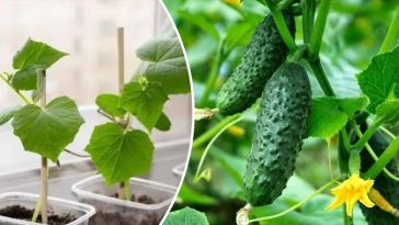 bvdbvjdjvgrnbhcsdcsjbcj восстановлено