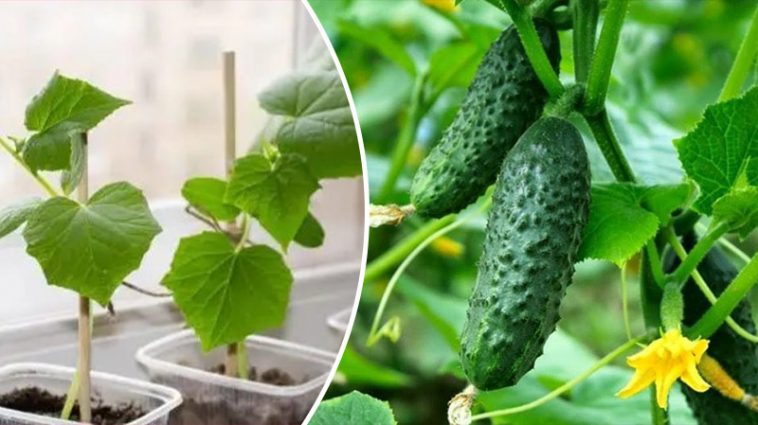 Хрустящие огурцы на вашем балконе: Беспроигрышное руководство по контейнерному садоводству 6 bvdbvjdjvgrnbhcsdcsjbcj восстановлено