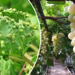 Как победить тлю и спасти виноградник: секреты щедрого урожая 15 bvdbvjdjvgrnibbhcsdcsjbcj