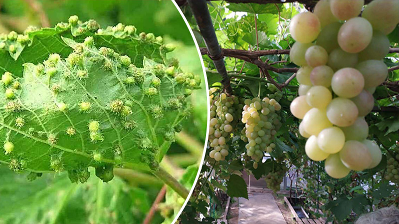 bvdbvjdjvgrnibbhcsdcsjbcj