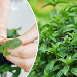 Мятная вода🍃: Освежающий напиток🍵 для здоровья и сада 14 bvdbvjdjvgrnibhsbcsdcsjbcj