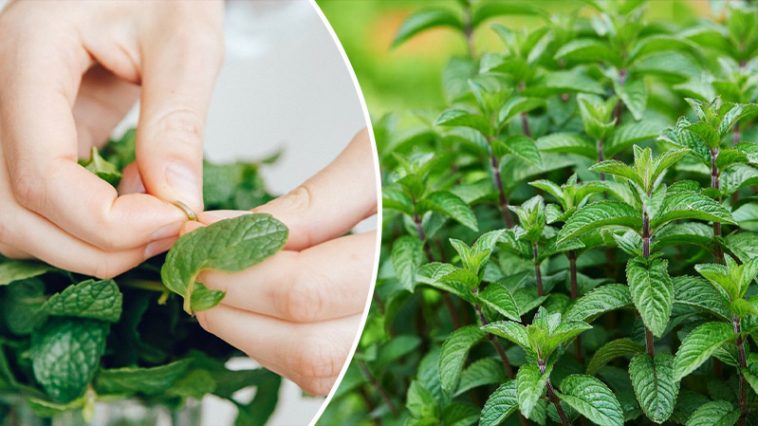 bvdbvjdjvgrnibhsbcsdcsjbcj