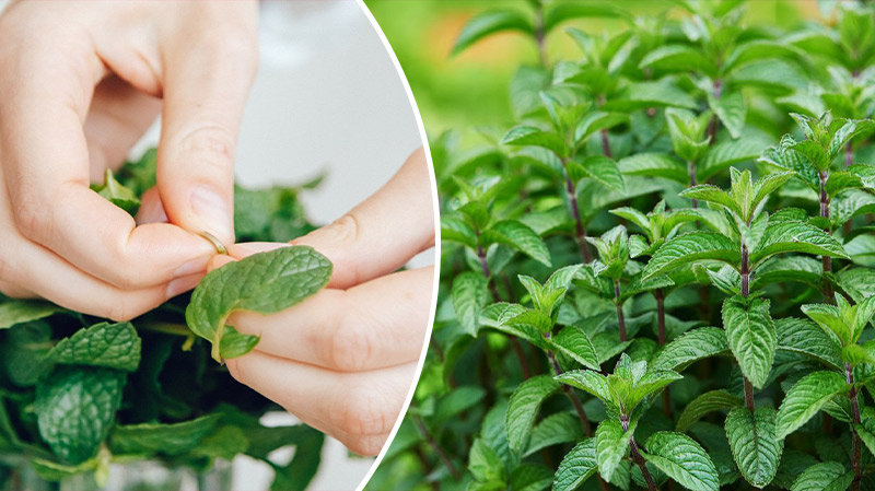 bvdbvjdjvgrnibhsbcsdcsjbcj