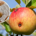 Плодожорка