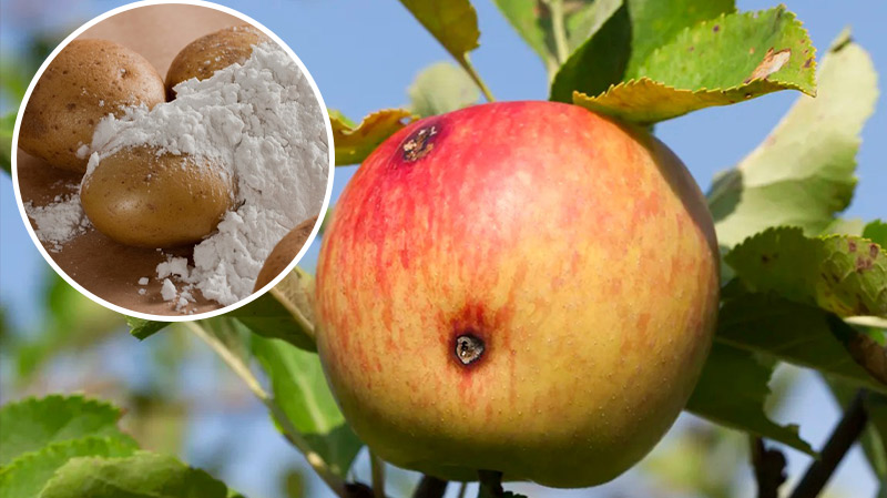 Плодожорка