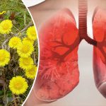 Мать-и-мачеха – природная аптека, спрятанная в скромной зелени 13 bvdbvjdjvgrnibhsbhccsjbcj