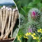 Лопух: скрытое сокровище в каждом дворе 12 bvdbvjdjvgrnibhsbhcsdcsjbcj 1