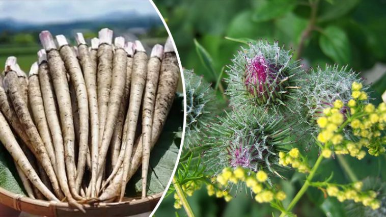 bvdbvjdjvgrnibhsbhcsdcsjbcj 1