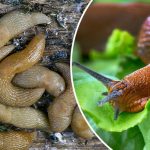 Как защитить сад от слизней: секреты опытных садоводов 15 Слизни