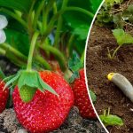 Как вырастить сладкую клубнику: майские секреты 14 Клубника
