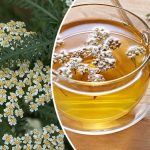 Тысячелистник