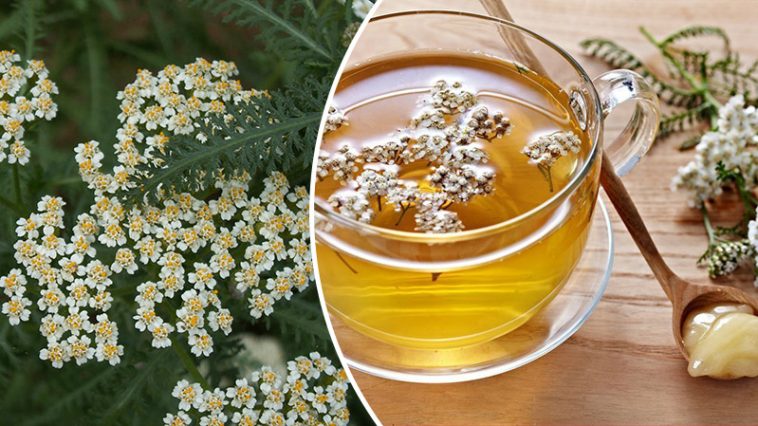 Тысячелистник