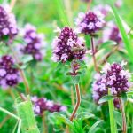 Чабрец + мёд — мощное природное средство для лёгких и дыхательной системы 16 Чабрец + мёд — мощное природное средство для лёгких и дыхательной системы