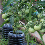 Сестра всю жизнь сажала помидоры “по привычке”. Но одна случайность изменила всё — теперь урожай ведрами!