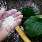 Посыпаю грядки овсяными хлопьями — и через две недели даже слабые растения становятся крепкими